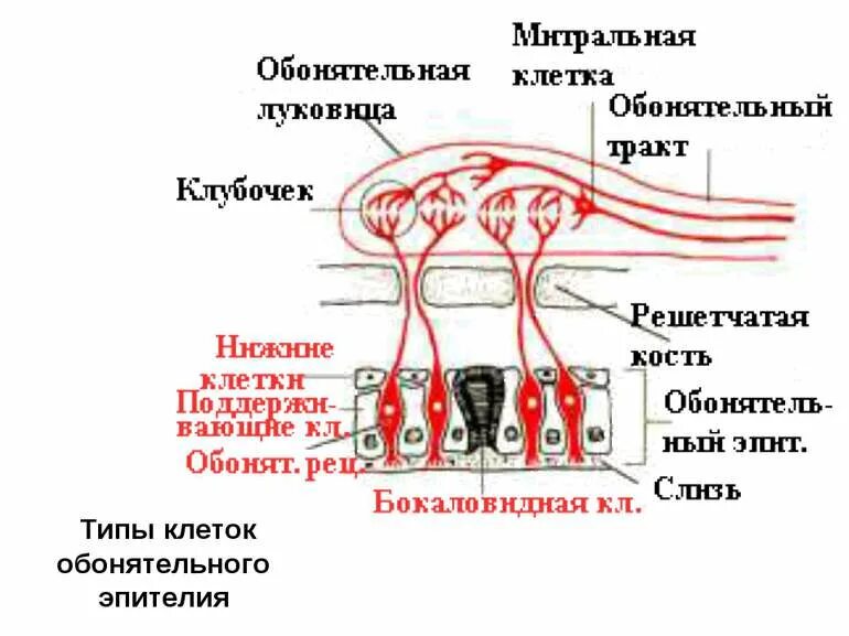 Какую функцию выполняют вкусовой и обонятельный анализаторы. Обонятельный анализатор гистология. типы клеток обонятельного эпителия. регенерация обонятельного эпителия. обонятельный эпителий обонятельная луковица.