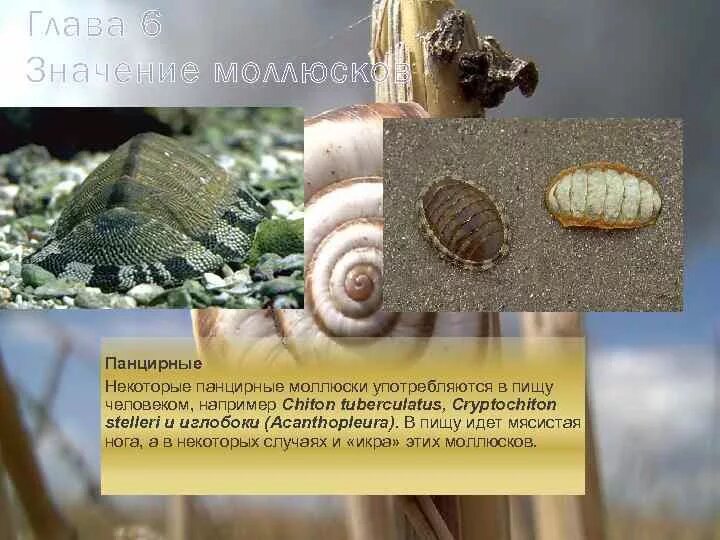 Ракушка значение