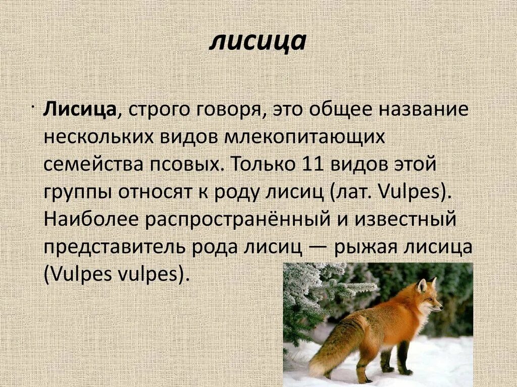 Лисы виды и названия. Отряд Лисьих. Лиса род и вид. Лиса отряд семейство. Лиса относится к группе