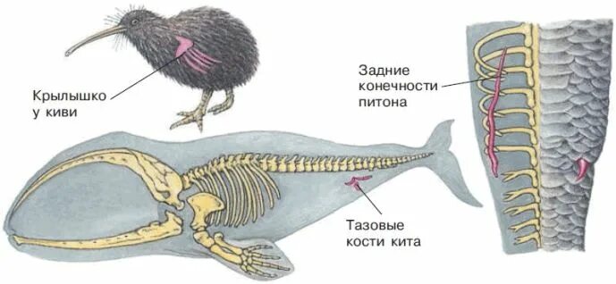 Задние конечности питона. Рудименты органы животных. Примеры рудиментарных органов у животных. Рудименты у животных примеры.