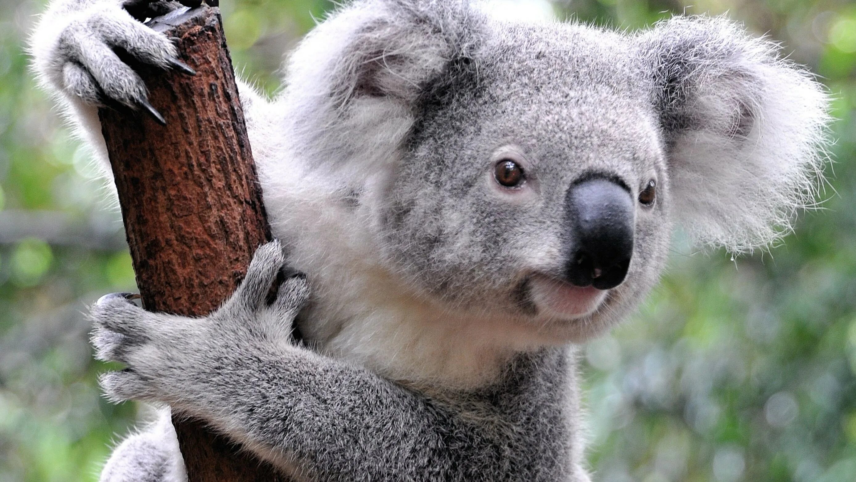 Коала цвет. Животные Австралии коала. Сумчатый мишка коала. Эндемики коала. Коала эвкалиптовый мишка.