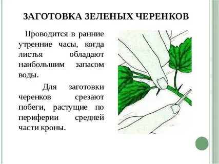 Листья способ заготовки