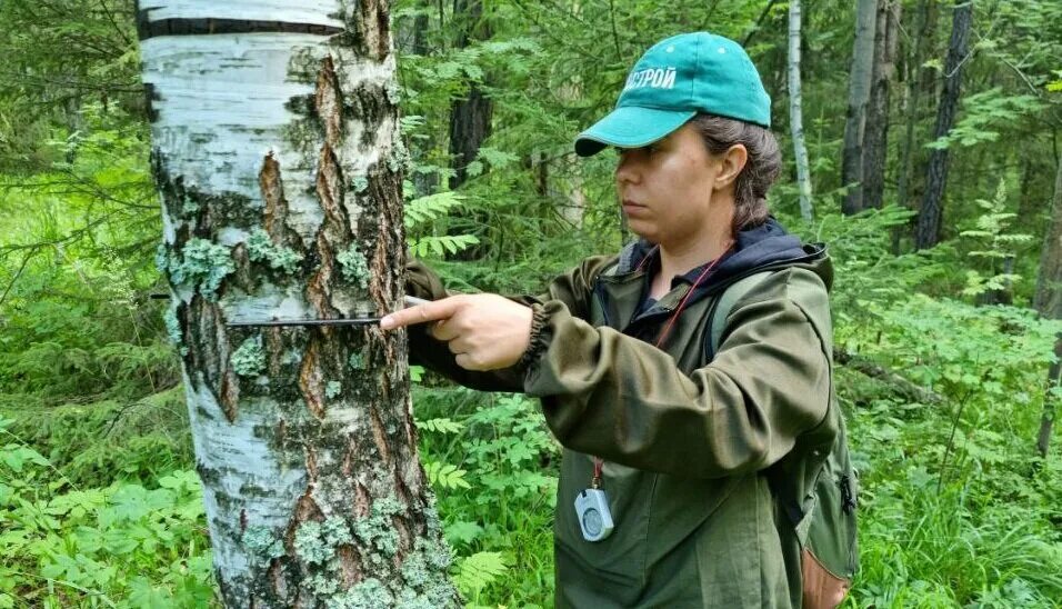 Осмотров на дереве. Сад натальи дорсман. Специалист по деревьям дендролог. Эколог и дендролог. Дендрологи.