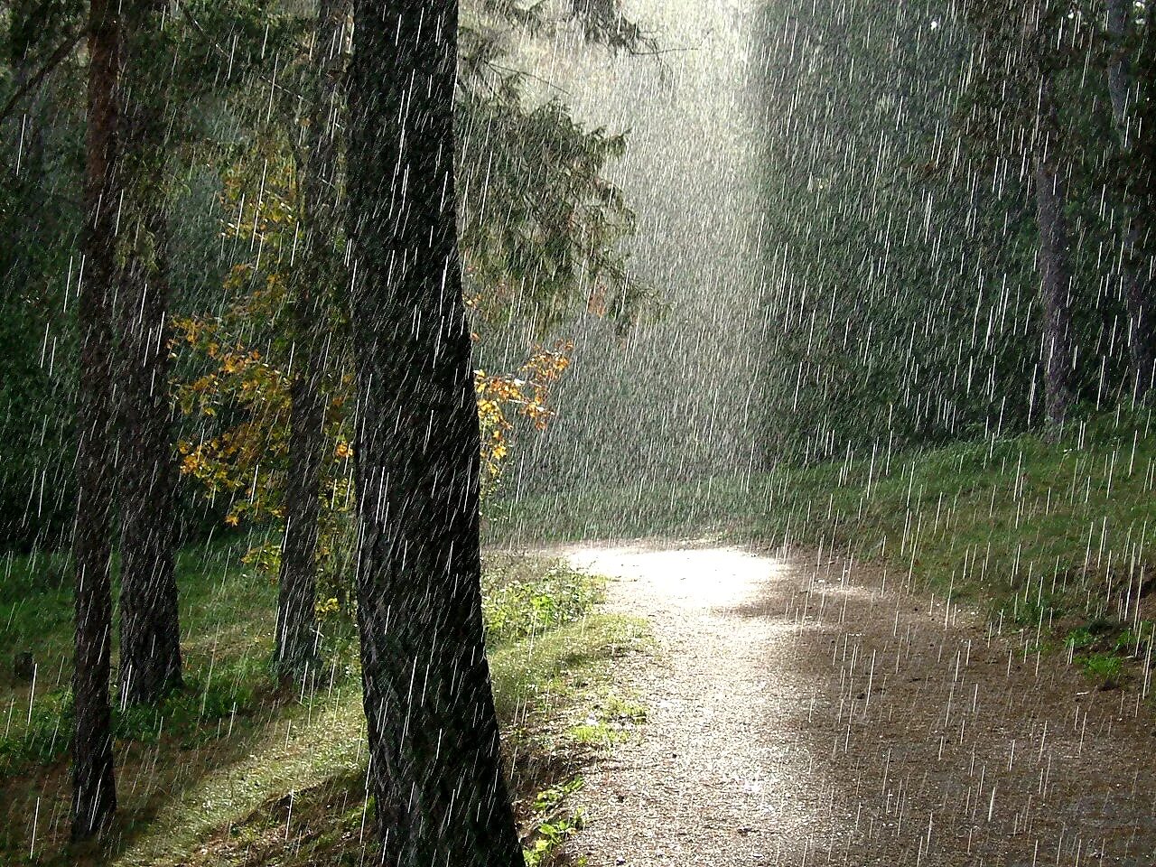 Rain. Дождик в лесу. Ливень и солнце. Ливень в лесу. Летний дождь в лесу.