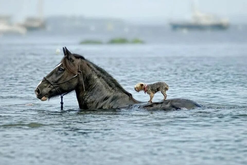 Сильно помогает. Животные спасают друг друга. Животные помогают друг другу. Взаимовыручка животных. Взаимопомощь среди животных.
