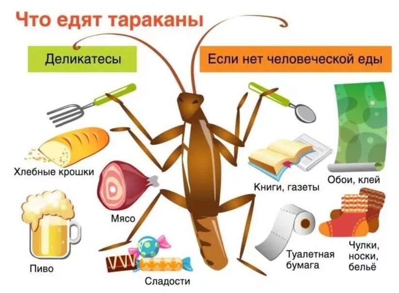 Что делать если съел пакет. Насекомые тараканы в квартире. Пищевые тараканы.