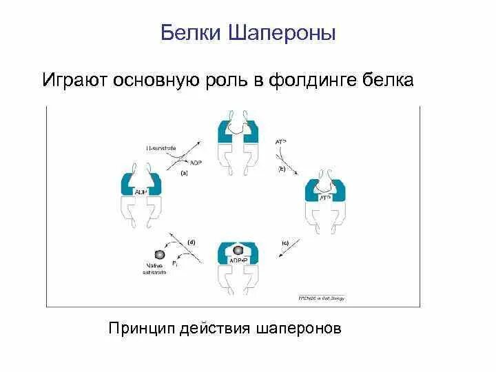 Шапероны биохимия классификация. Молекулярные шапероны функции. Белки шапероны. Роль шаперонов в фолдинге белков. Играют фундаментальную роль