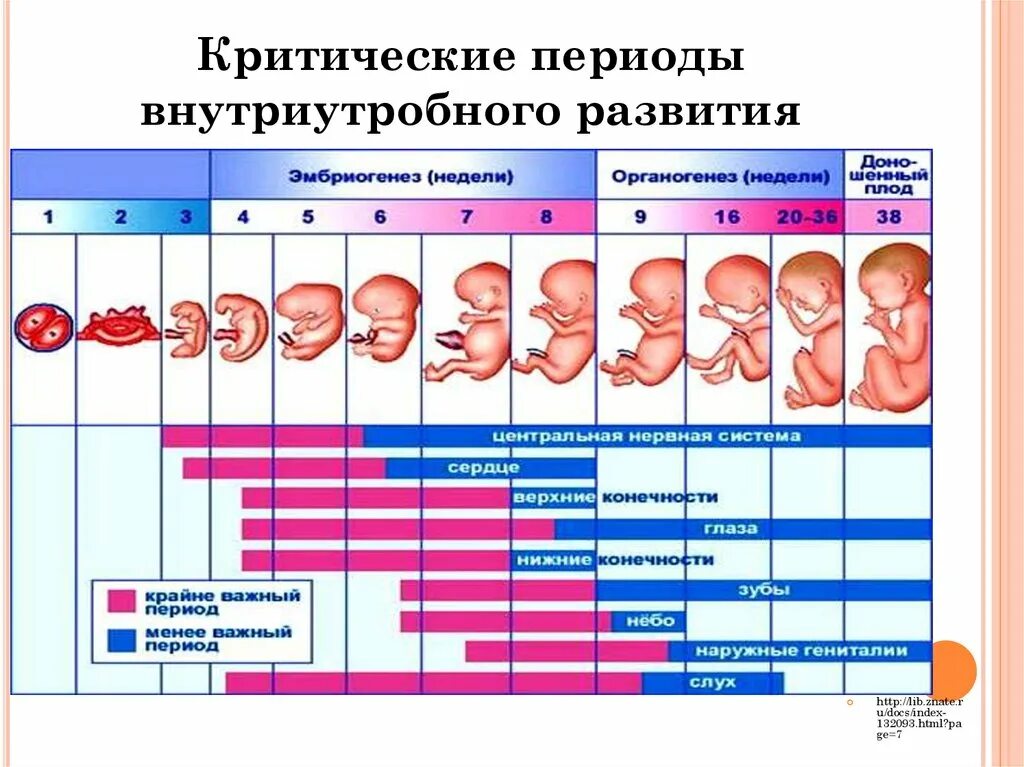 В первые недели необходимо. Критические периоды развития плода таблица. Критические периоды внутриутробного развития. Периоды внутриутробного развития плода таблица. Периоды развития эмбриона этапы.