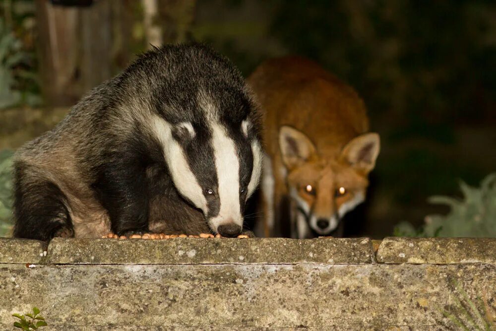 лиса в норе барсука. лиса в норе барсука. лисица и барсук. лисица и барсук. барсук и лиса.