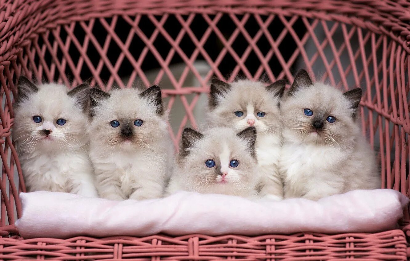 Три очень кота очень