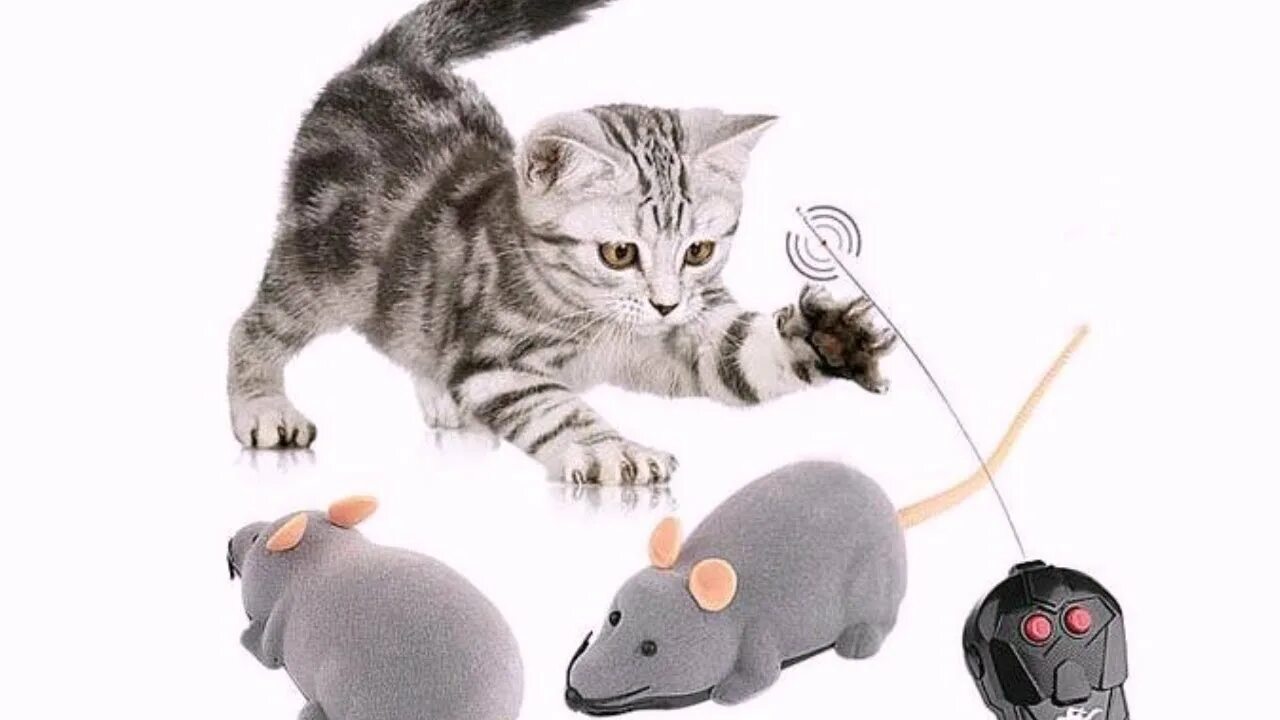 Кот и мышка. Игрушка мышка для кошки. Кошка с игрушечной мышью. Кошки-мышки. Видео где бегает мышка