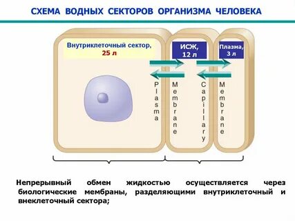 Водный обмен