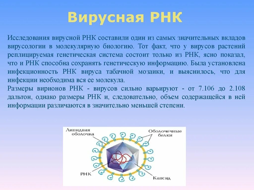 Инфекционная рнк. РНК вирусы. РНК содержащие вирусы. Строение РНК вируса. Строение вируса ДНК И РНК.