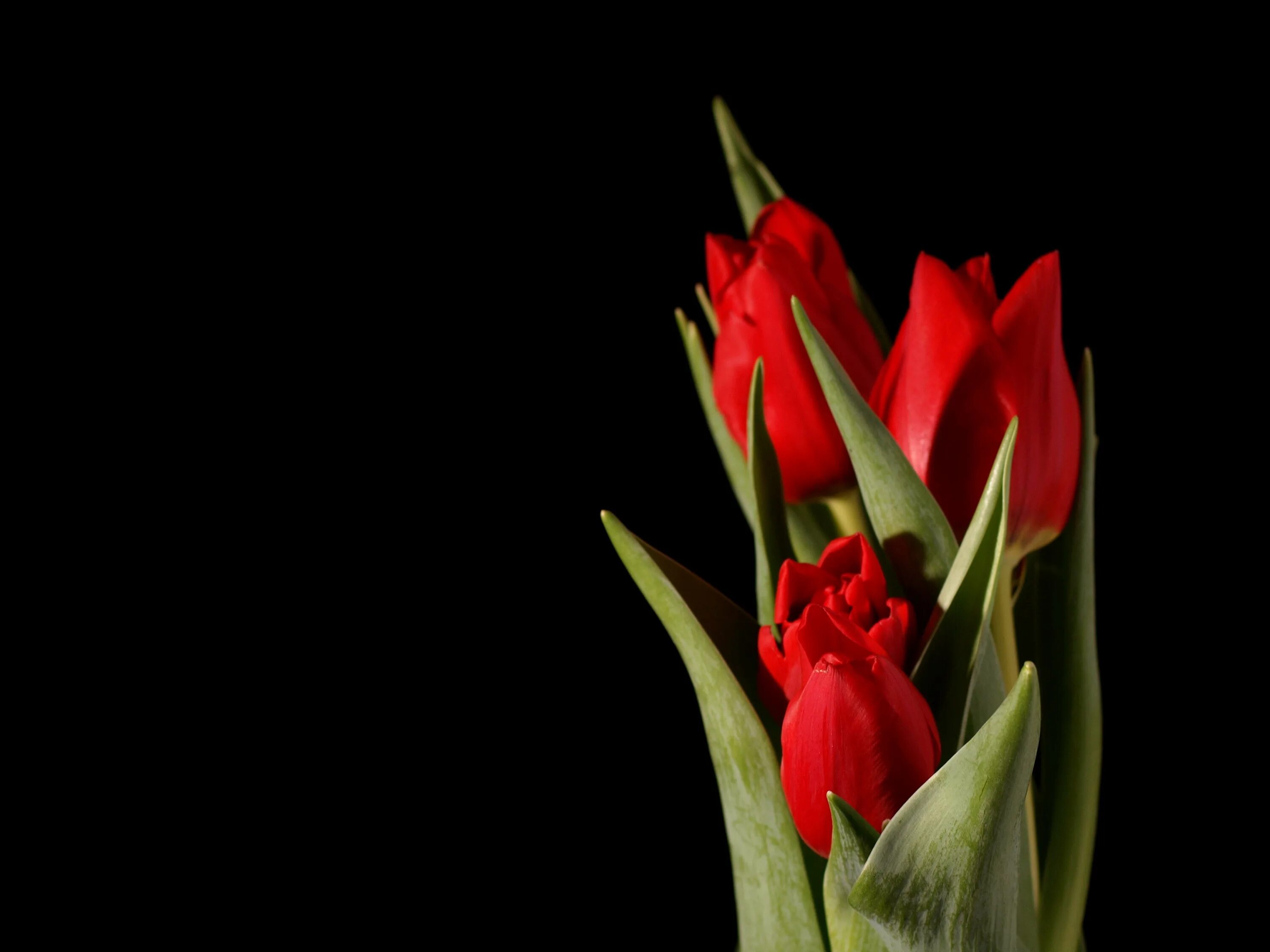 3 красных тюльпана. Тюльпаны на черном фоне. Красные тюльпаны на черном фоне. Тюльпаны на темном фоне. Красныетюльаны на черном фоне.
