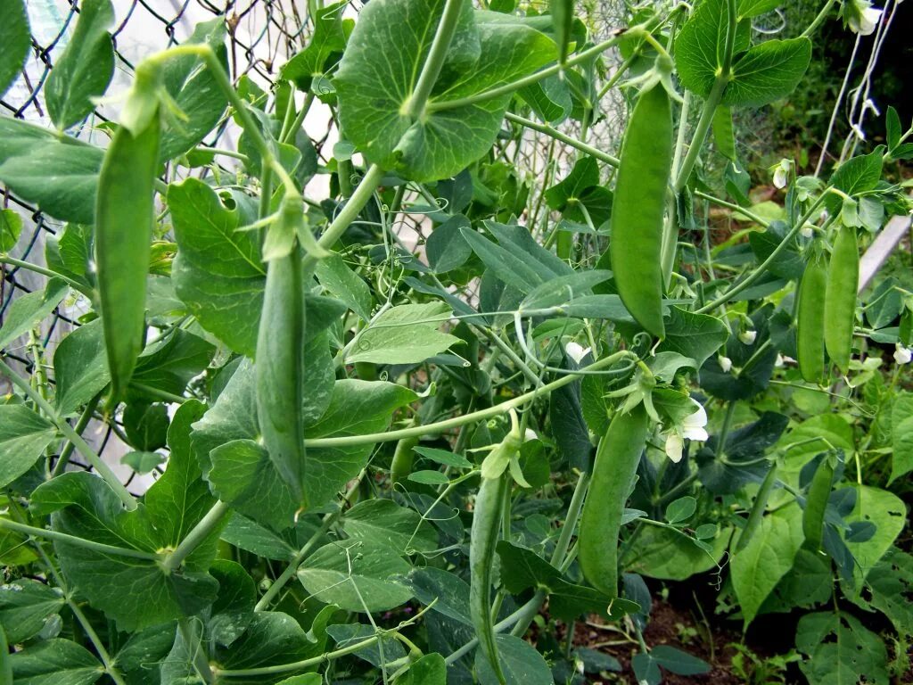 Pisum sativum. Горох. Горошек на грядке. Горох растет. Как рос горох