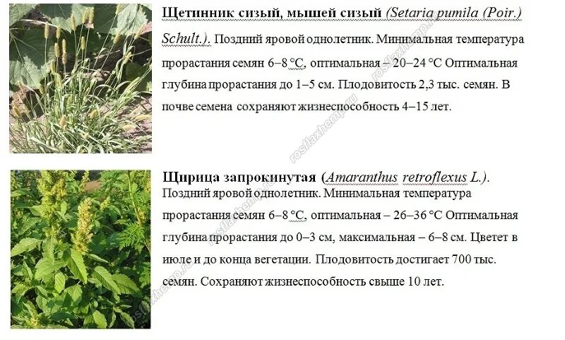 Яровые сорняки. Сорные растения и меры борьбы с ними. Сорняки в посевах. Сорняки в посевах льна. Сорняки Тамбовской области.