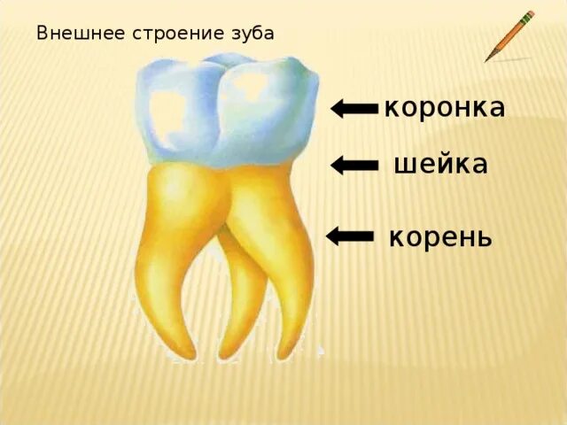 Зуб 1 8. Строение зубов биология 8 класс. Внешнее строение зуба 8 класс биология. Строение зуба коронка шейка. Строение зуба биология 8 класс.