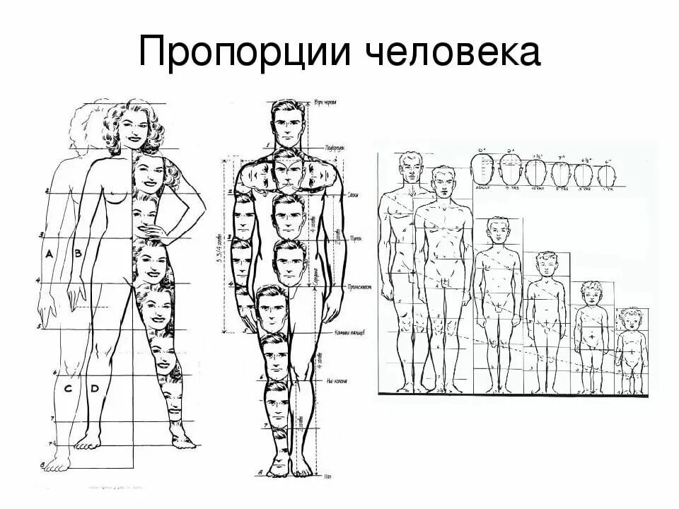 Сколько голов в взрослом человеке. Пропорции тела человека. Пропорции тела мужчины рисунок. Пропорции тела человека в головах. Пропорции человека для рисования.