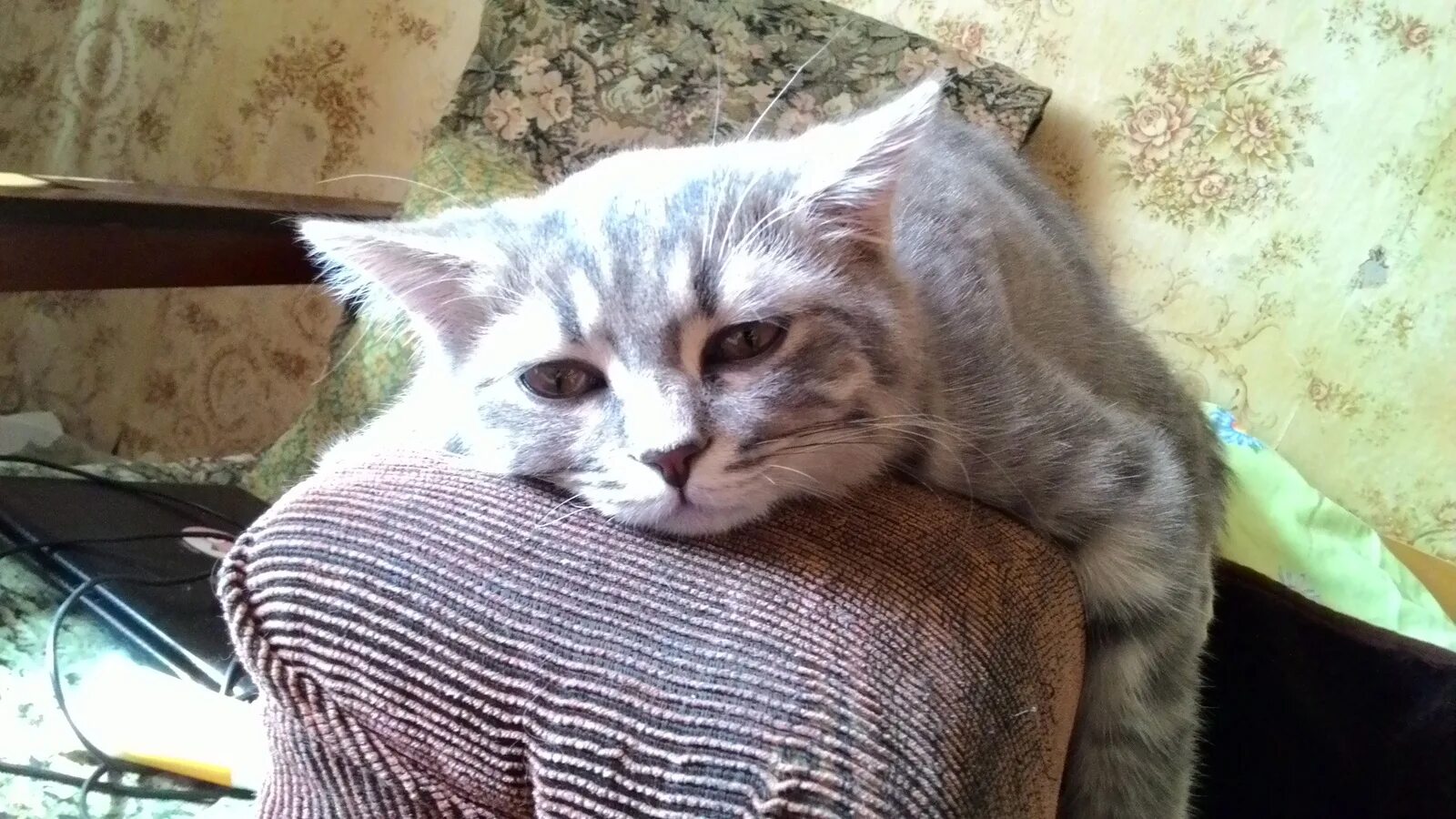 Приуныл или преуныл. Грустный кот. Кот приуныл. Грустный кот приуныл. Грустный кот на диване.