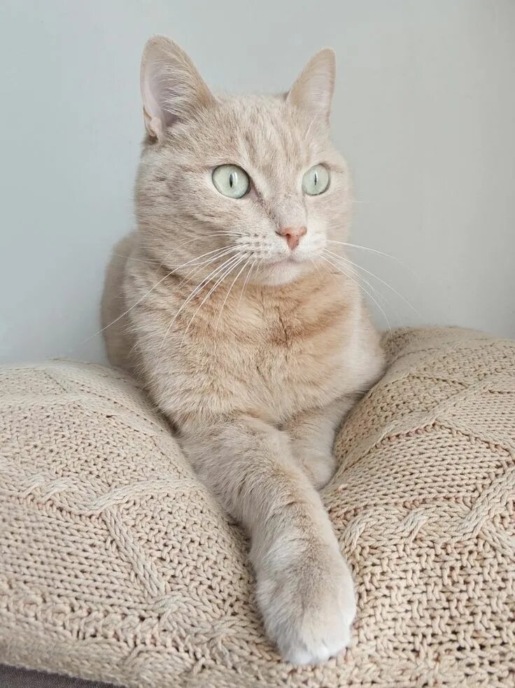 Кремовые коты фото Британский котёнок кремового окраса, кот Джесси, помёт от 06.04.2022 г.