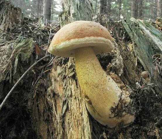 Желчный гриб какой. Горчак, ложный белый гриб. Ложный Боровик, желчный гриб. Желчный гриб бело окантованный. Желчный гриб переросток.