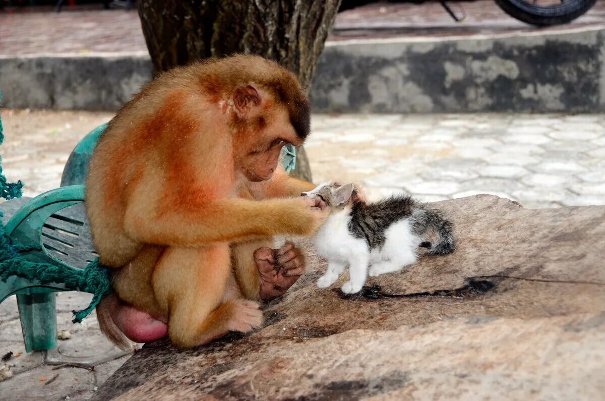 Обезьяна и кот. Обезьянка и кот. Обезьяна и котенок. Поцелуй обезьяны. Маленькая обезьянка и кот.
