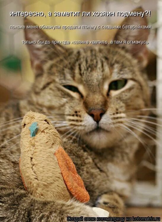 Собака радуется. Смешные надписи на воротах. Смешные надписи на воротах. Котопес порода собак. Хозяин прихода.