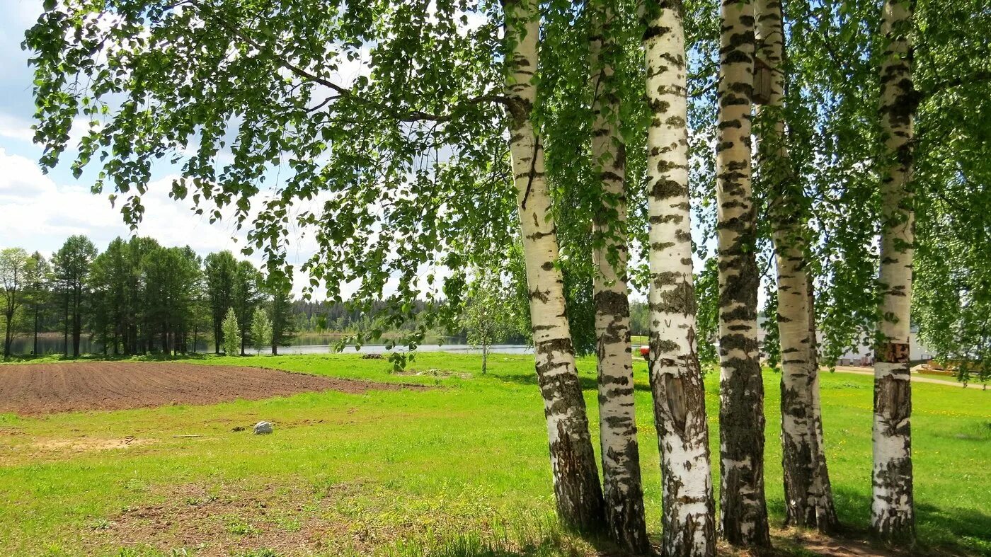 Березки белгородская область