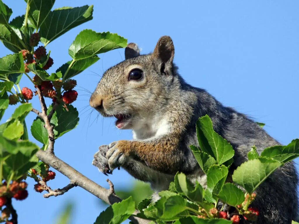 Белка в защите. Белка в колесе картинки. Защита дерева от белок. Eat from trees