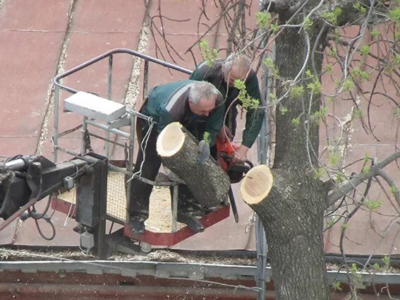 Спилить дерево в Саратове. Снос сухих деревьев. Снос деревьев фото. Снос деревьев во дворе фото. Спил деревьев на придомовой территории