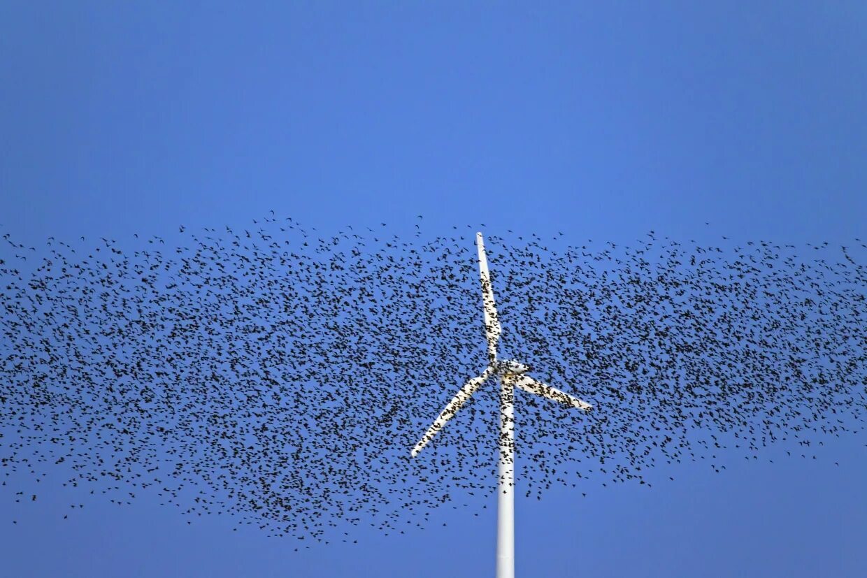 Wind string