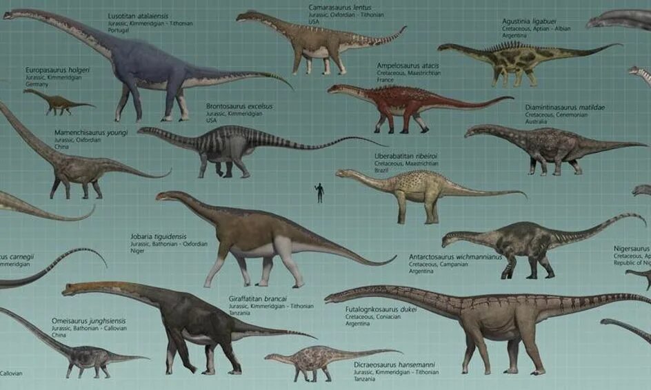 Сравнение динозавров. Зауропод амфицелий. Диплодок Аргентинозавр. Амфицелия динозавр. Самый большой динозавр.
