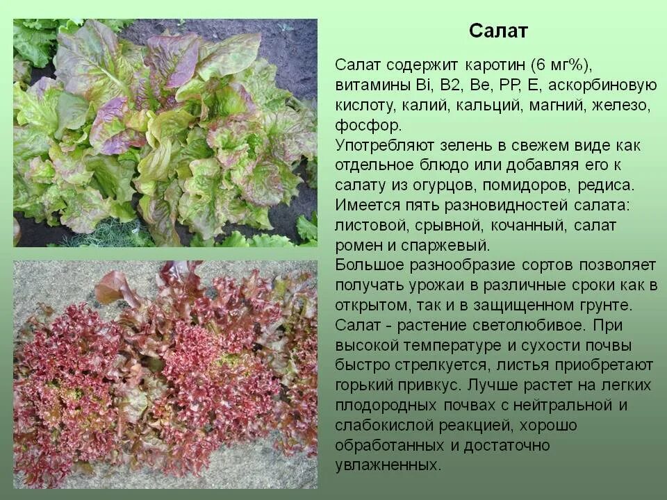 Салат какая почва. Салат листовой. Салатный лист полезные. Салат листовой витаминный характеристики. Что полезного в салате листовом.