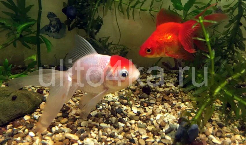 аквариумные рыбки золотая рыбка. рыбки для аквариума. аквариум с вуалехвостами. красивый аквариум с золотыми рыбками. комета желтая рыбка аквариумная.