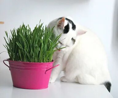 Травка для животных