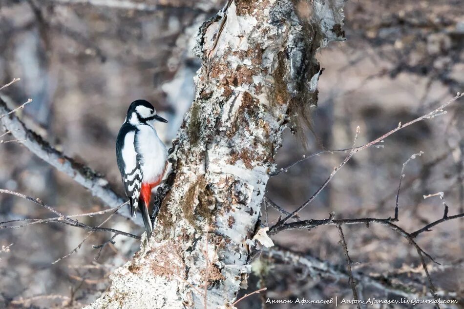 мы заметили пестрого дятла