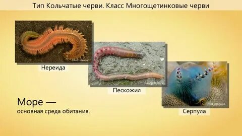 Среда обитания кольчатых