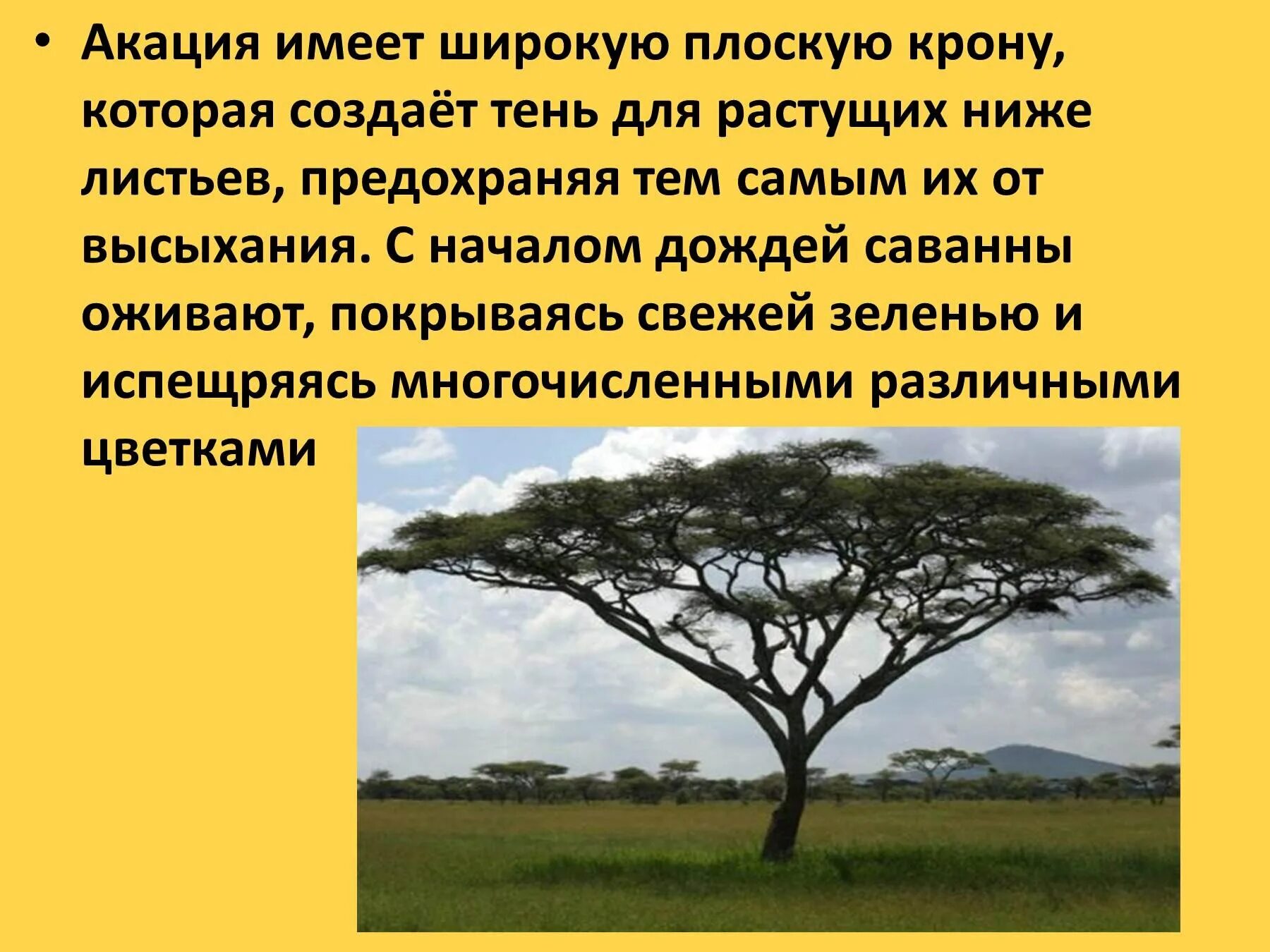 Растения обитающие в саванне. Низкорослая зонтичная акация. зонтичная акация в африке. зонтичная акация листья. растения саванны.