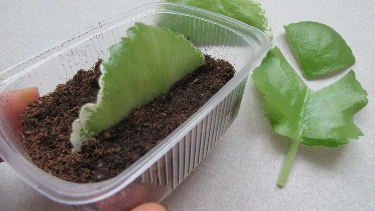 Как быстро укоренить фиалки. Как быстро укоренить фиалки. Узамбарская фиалка размножение. Сенполия размножение цветоносом. Фиалки черенкование листочками.