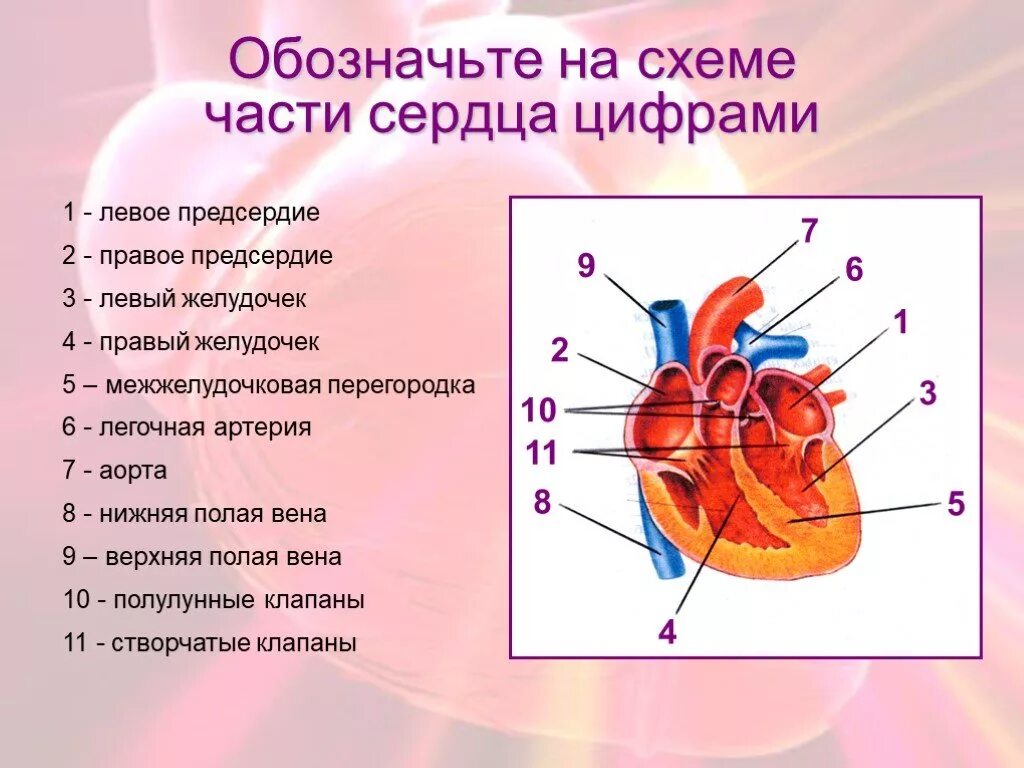 Строение 8. Схема сердца человека биология 8 класс. Строение сердца схема с подписями. Схема структуры строения сердца. Строение сердца человека схема с описанием 8 класс.