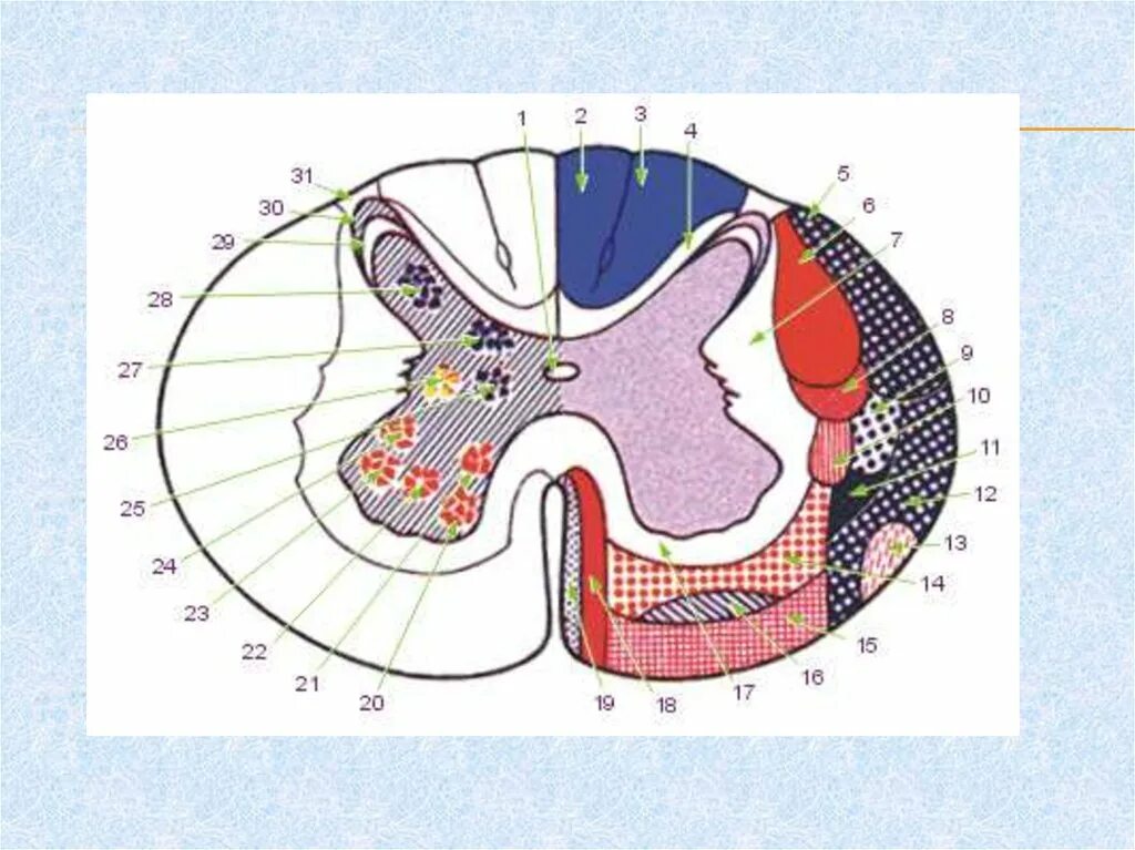 Защита спинного мозга обеспечение подвижности головы опора. Ядра серого вещества спинного мозга анатомия. Ядра спинного мозга Сапин. Проводящие пути белого вещества спинного мозга. Сапин проводящие пути спинного мозга.