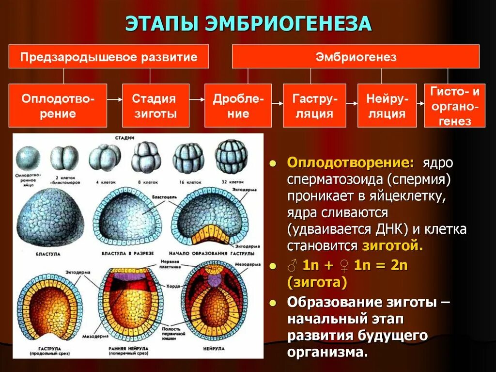 Как называется индивидуальное развитие человека. Этапы эмбриогенеза гаструла и бластула. Стадии эмбриогенеза бластула гаструла нейрула. Морула бластула. Онтогенез бластула гаструла нейрула.