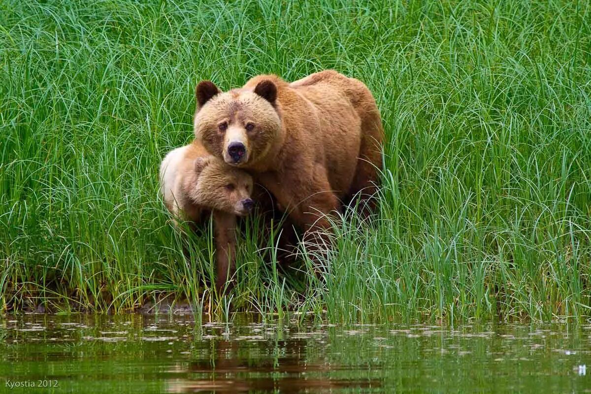 Жизнь про медведя