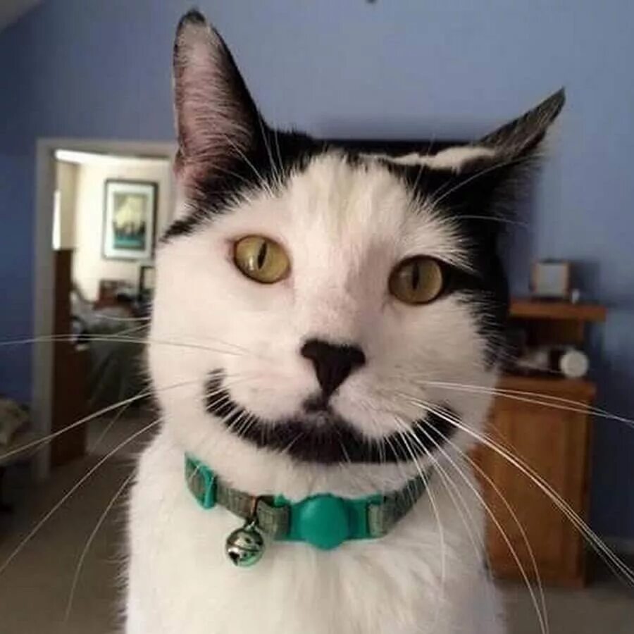 очень очень странные кошки.