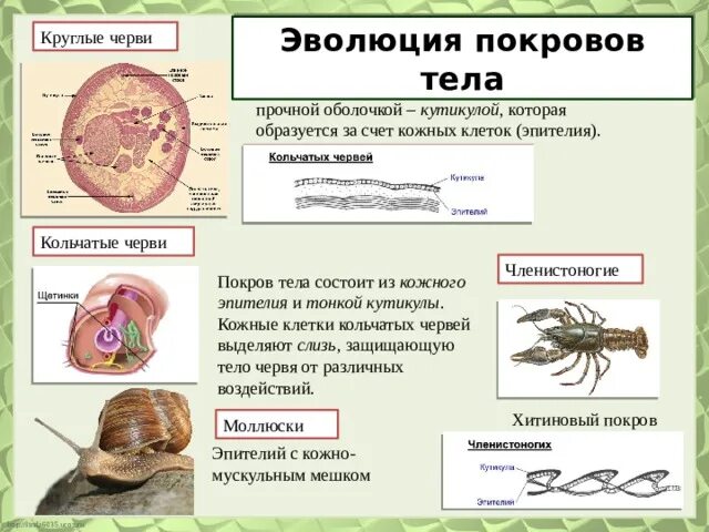 Эволюция покровов тела хордовых. Эволюция покровов тела животных. Кожные покровы беспозвоночных. Эволюция кожных покровов животных.