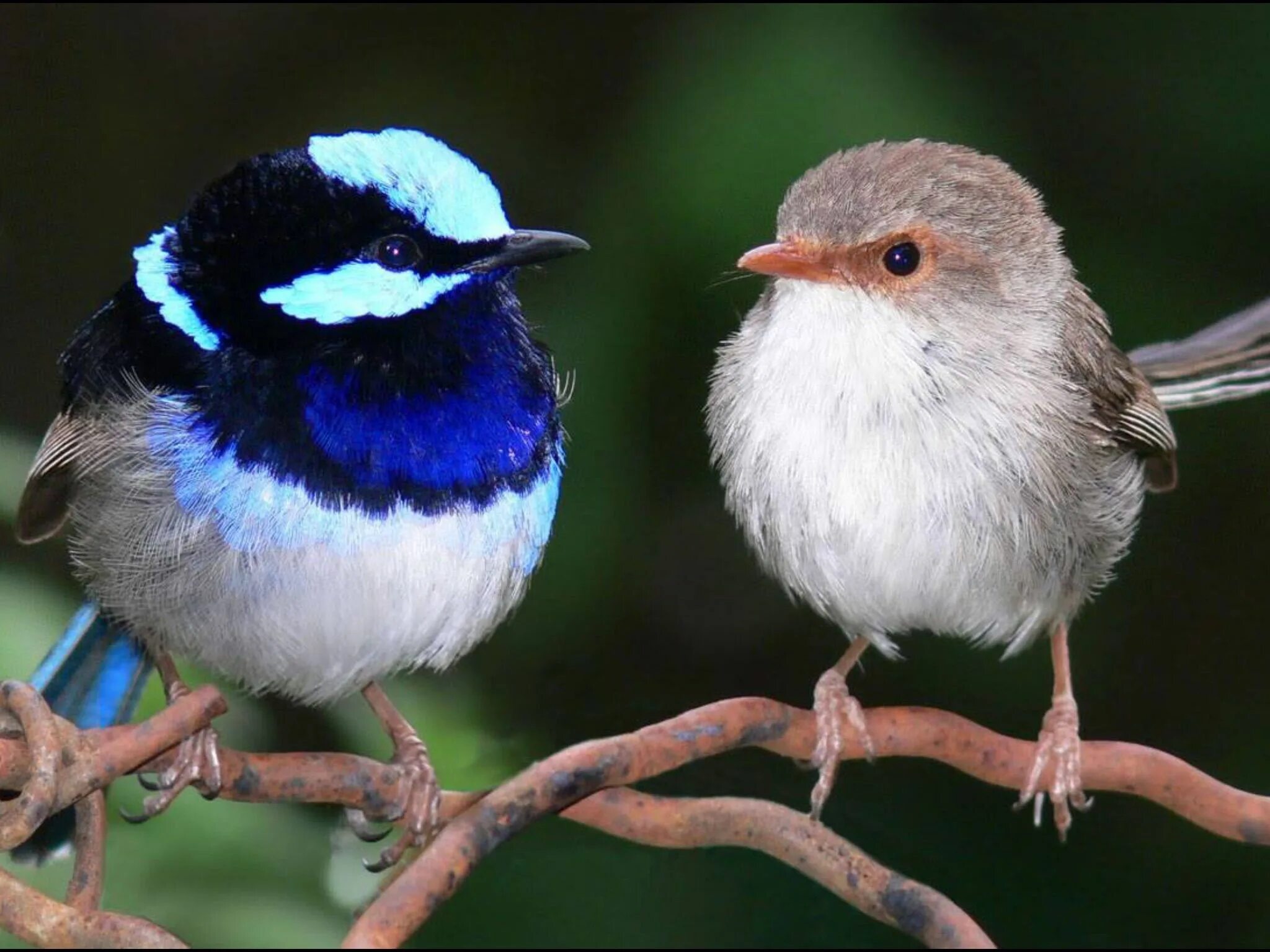 Kind birds. Расписной малюр. Прекрасный расписной малюр. Блестящий расписной малюр самка. Малюр птица.