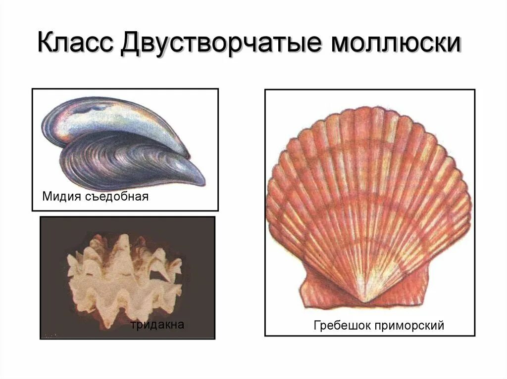 Моллюски двустворчатые моллюски. Двустворчатые моллюски Bivalvia. Двустворчатые биология. Класс двустворчатые беззубка. Ракушки определить