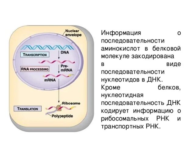 Хранение и передача наследственной информации. Носителями генетической информации клетки являются. Наследственная информация у бактерий