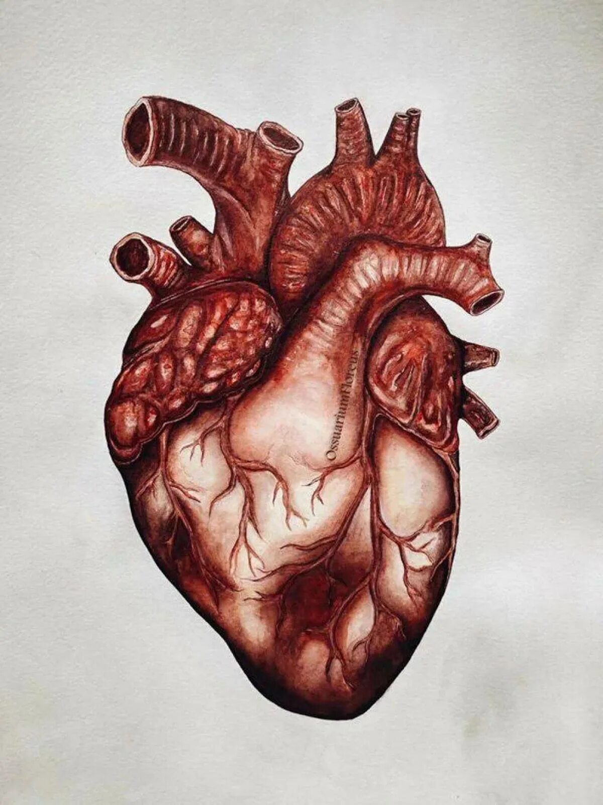 Сердце человека литература. Человеческое сердце настоящее.