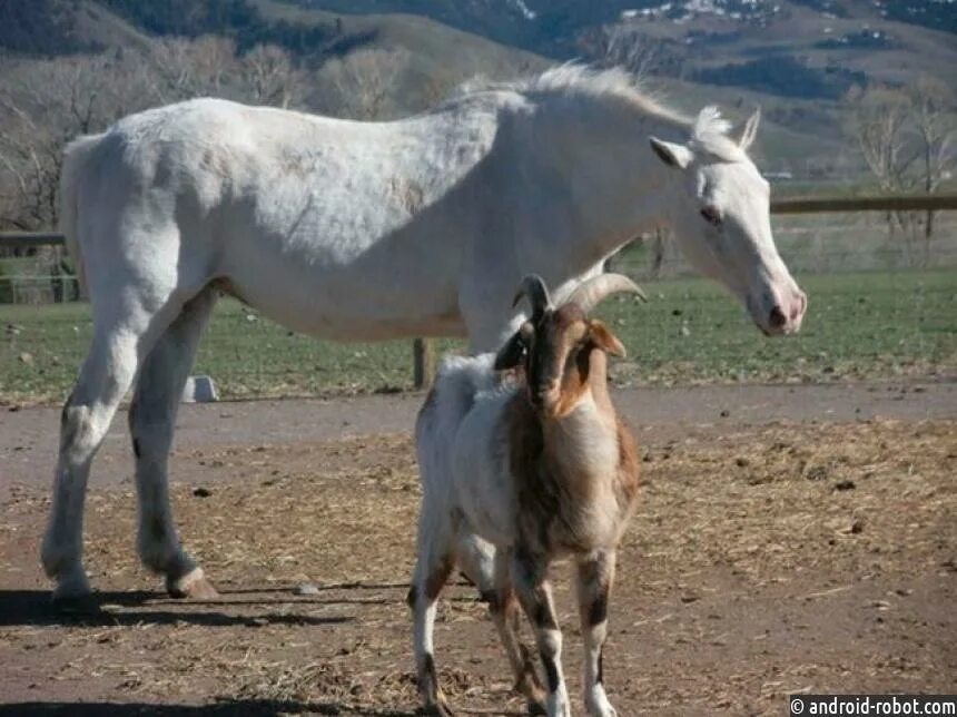 коз коне. конь и козел. коз коне. коз коне. коровы овцы козы.